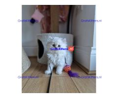 ❤️ Prachtig Perzisch katje beschikbaar ♥️