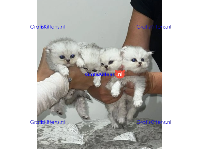 ❤️ Prachtig Perzisch katje beschikbaar ♥️