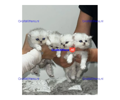 ❤️ Prachtig Perzisch katje beschikbaar ♥️