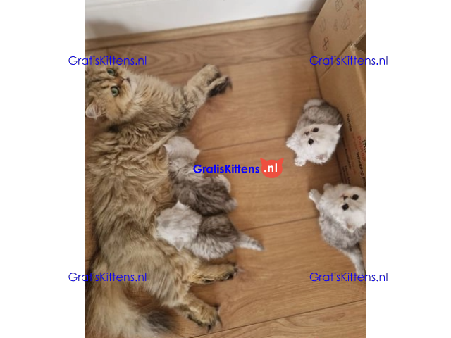 ❤️ Prachtig Perzisch katje beschikbaar ♥️