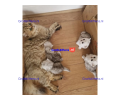 ❤️ Prachtig Perzisch katje beschikbaar ♥️