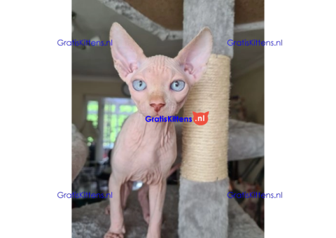 Showkwaliteit Kittens geregistreerd bij TICA Sphynx
