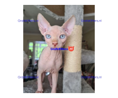 Showkwaliteit Kittens geregistreerd bij TICA Sphynx