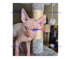 Showkwaliteit Kittens geregistreerd bij TICA Sphynx
