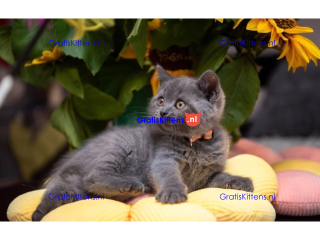 Pure elegantie Britse korthaar kittens!