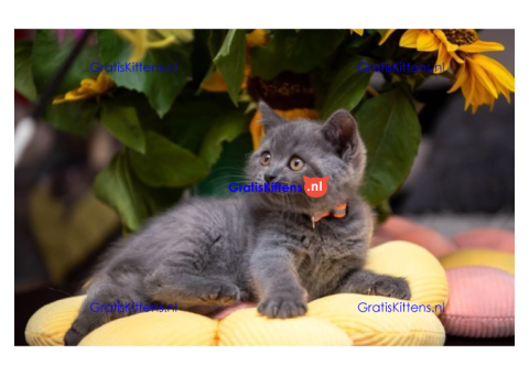 Pure elegantie Britse korthaar kittens!