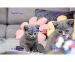 Pure elegantie Britse korthaar kittens!