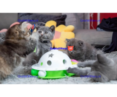 Pure elegantie Britse korthaar kittens!