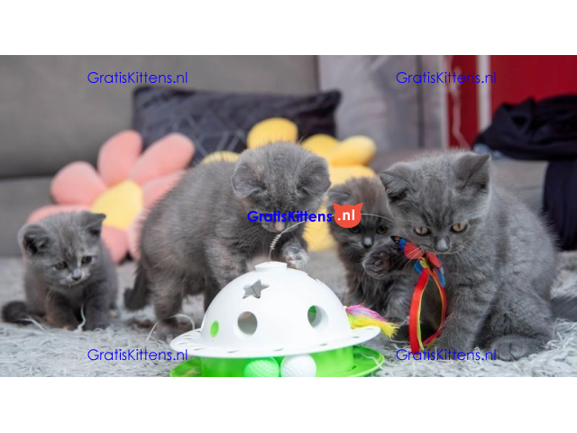 Pure elegantie Britse korthaar kittens!