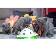 Pure elegantie Britse korthaar kittens!