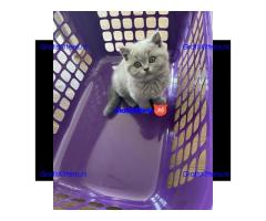 Britse Korthaar Kittens