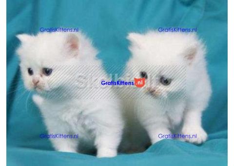lieve perzische kittens ter adoptie