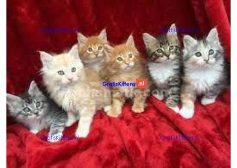 Leuke Maine Coon-kittens momenteel beschikbaar