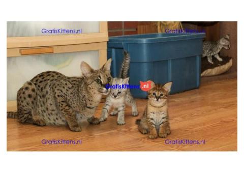 Cattery Kittens te koop €100