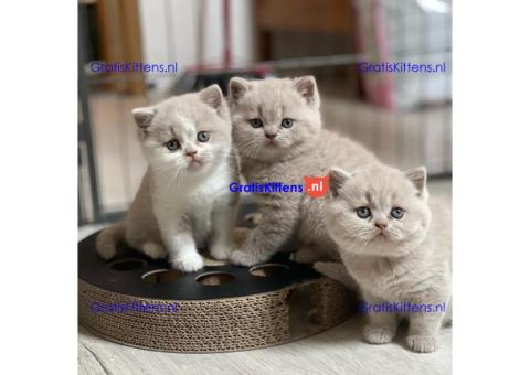 Cattery Kittens te koop €100