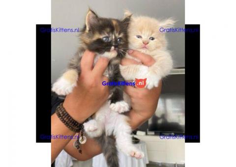 Maine coon zusjes zoeken warm mandje