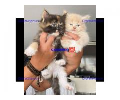 Maine coon zusjes zoeken warm mandje