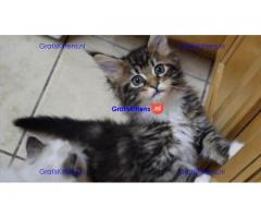 Main Coon-kittens te koop