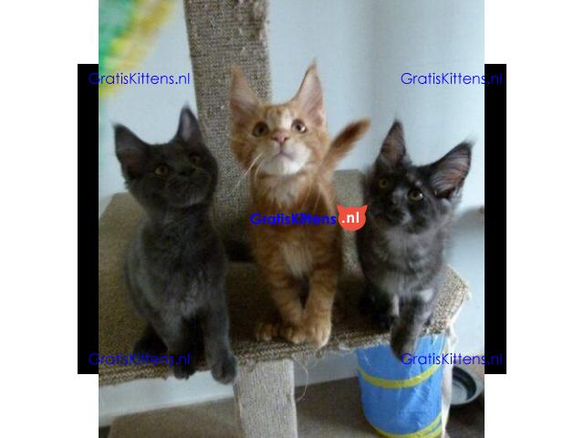 3 Maine Coon kittens