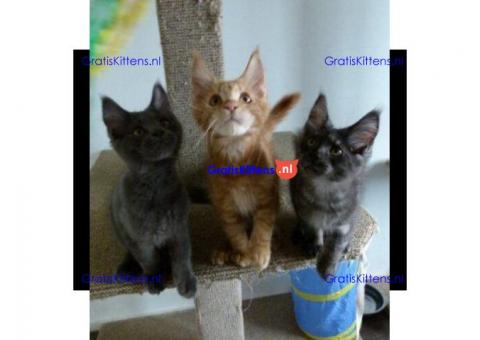 3 Maine Coon kittens
