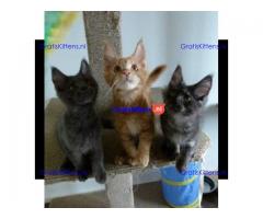 3 Maine Coon kittens
