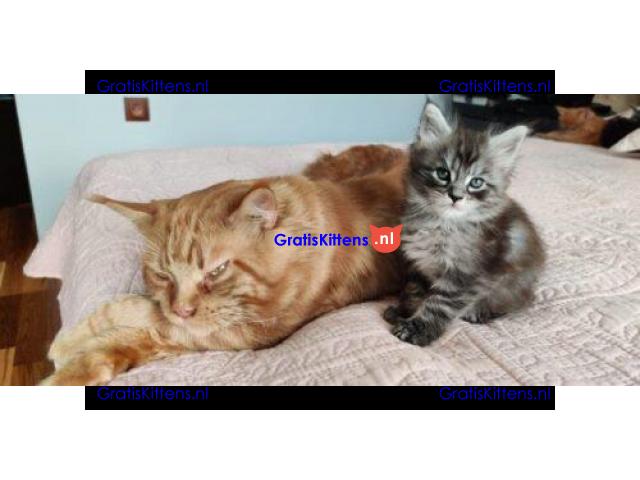 3 Maine Coon kittens