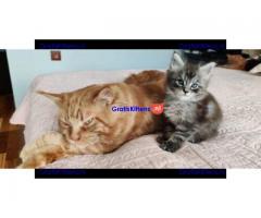 3 Maine Coon kittens