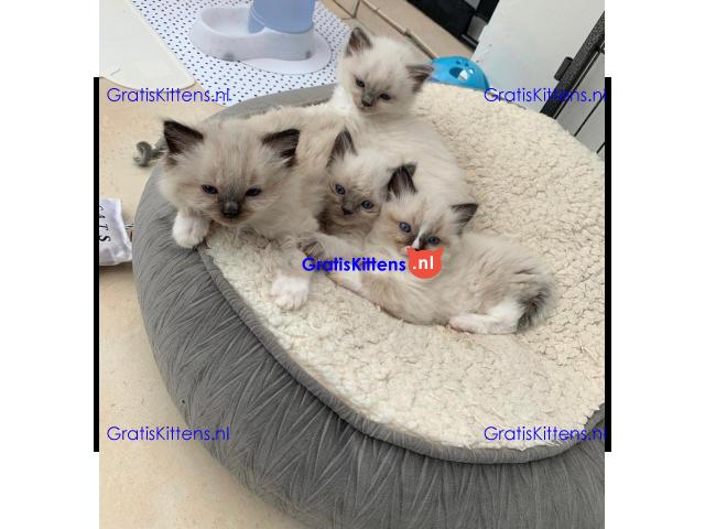 Gccf geregistreerde Ragdoll-kittens