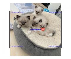 Gccf geregistreerde Ragdoll-kittens