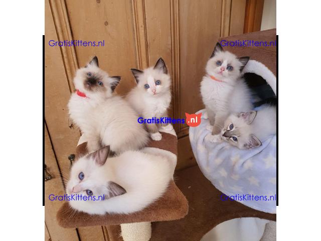 Gccf geregistreerde Ragdoll-kittens