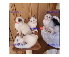 Gccf geregistreerde Ragdoll-kittens