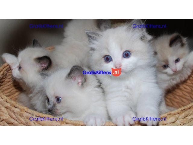 Gccf geregistreerde Ragdoll-kittens