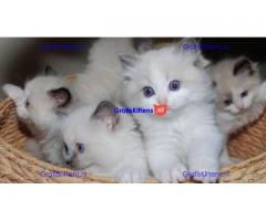 Gccf geregistreerde Ragdoll-kittens