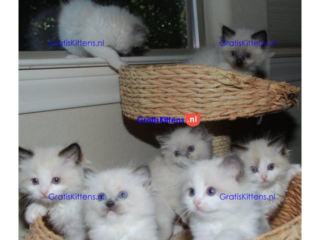Gccf geregistreerde Ragdoll-kittens