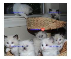 Gccf geregistreerde Ragdoll-kittens