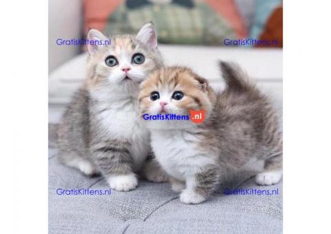 Mooie munchkin kitten beschikbaar