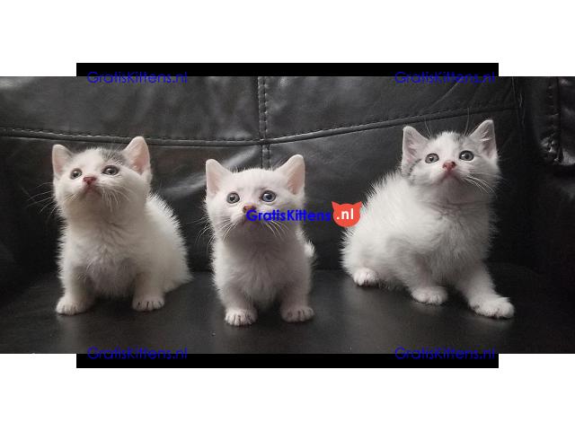Mooie munchkin kitten beschikbaar