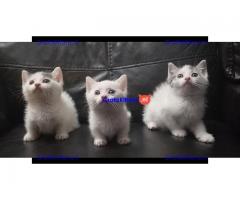 Mooie munchkin kitten beschikbaar