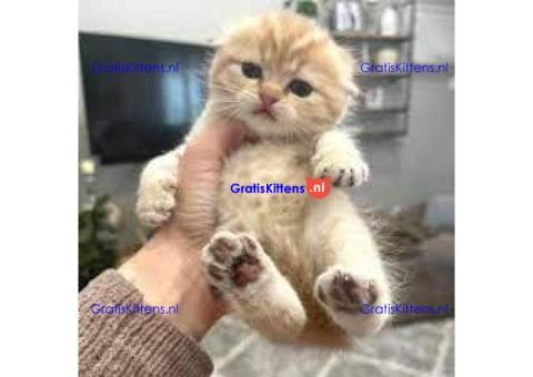 READYTica Scottish fold/straitgt langharige kittens