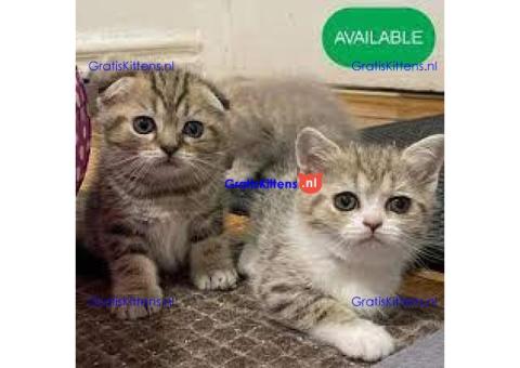 Nu klaar Scottish Fold gouden chinshila