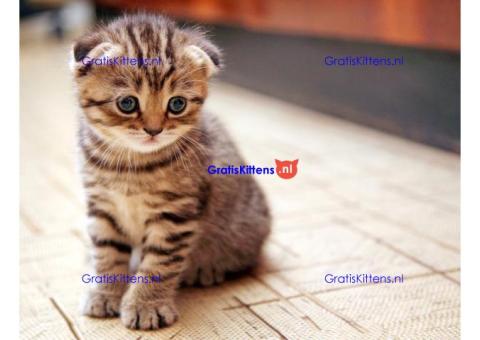 Prachtige Scottish Fold Kittens (Perzische Mix)