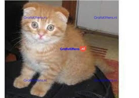 ALLEN GERESERVEERD! Scottish Fold-kittens voor reservering