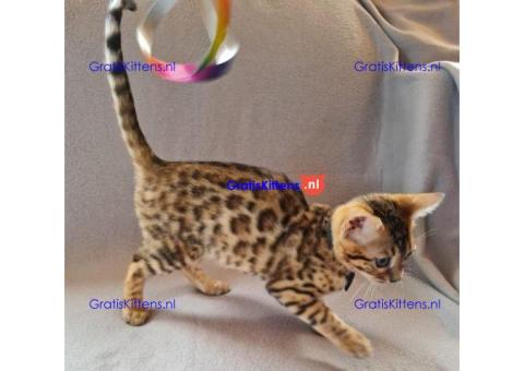 geweldige Bengaalse kitten voor adoptie