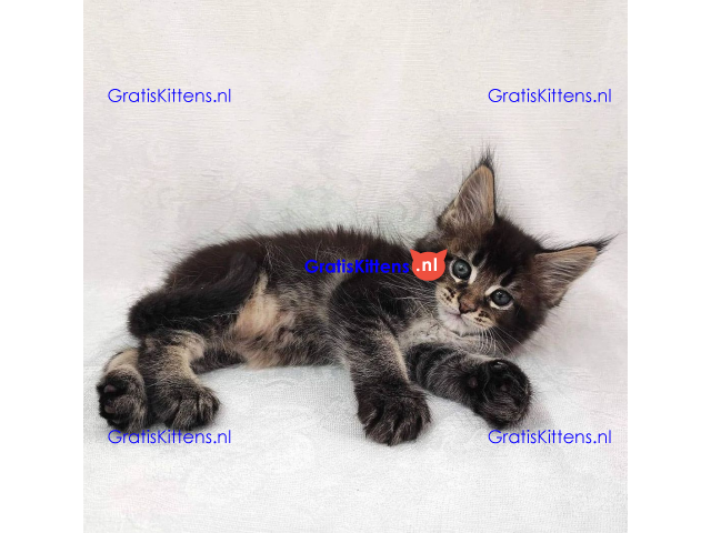 Schattige Maincoon-kittens