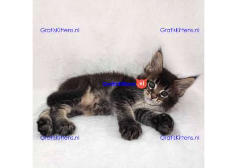 Schattige Maincoon-kittens