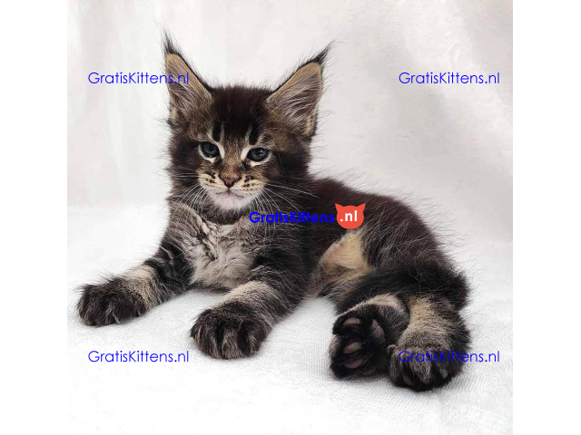 Schattige Maincoon-kittens