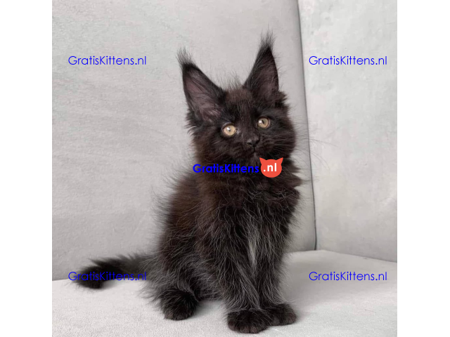 Schattige Maincoon-kittens