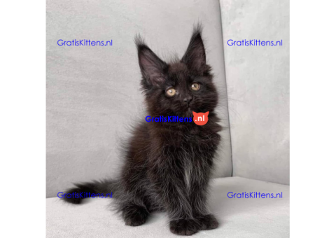 Schattige Maincoon-kittens