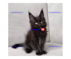 Schattige Maincoon-kittens