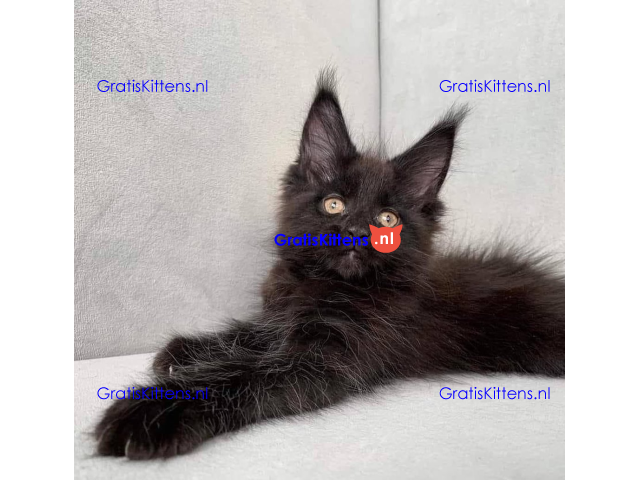 Schattige Maincoon-kittens